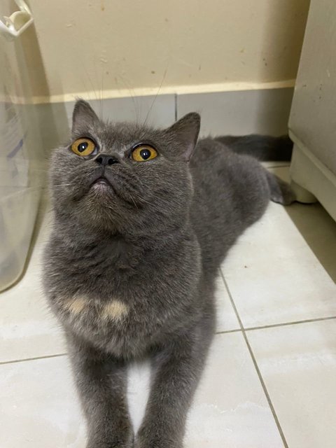 British store shorthair petfinder