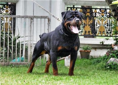 champion serbian rottweiler