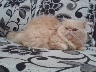 Domestic Long Hair Mix Kitten Sold - 8 Yrs, Male Flatface Highnose 