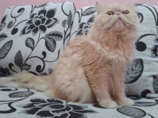 Domestic Long Hair Mix Kitten Sold - 8 Yrs, Male Flatface Highnose 