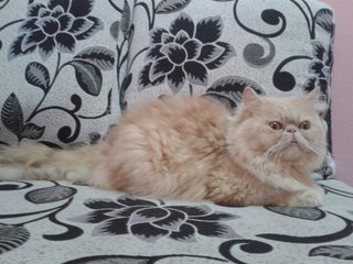 Domestic Long Hair Mix Kitten Sold - 8 Yrs, Male Flatface Highnose 