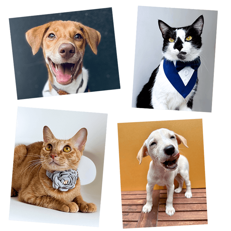 Happy Rescue Pets