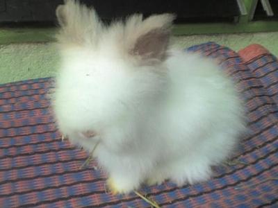 Angora Rabbit Bunny Owner s Pet 14 Yrs Teddy Be PetFinder.my