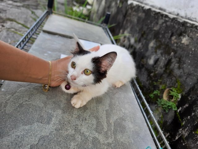 Suriu0027s site.: Samseng tahi kucing (Catu0027s Poop Gangster)