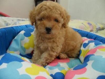 Short legged best sale toy poodle