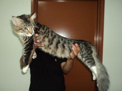 Maine Coon Kitten Sold 7 Mths Mainecoon Pure 1 Petfinder My Mobile