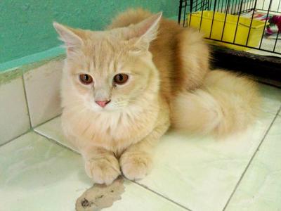 Harga kucing domestic long hot sale hair