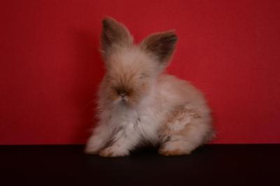 teddy bear bunny rabbit