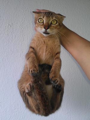 Domestic Short Hair Kitten Adopted , 9 Yrs, No Name