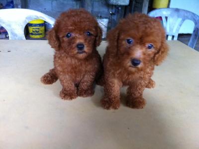 adopsi red toy poodle