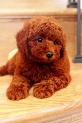 super red poodle