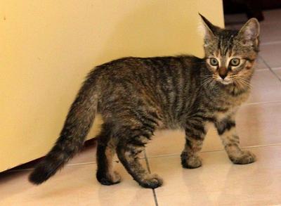 Maine Coon Mix Kitten Sold 8 Yrs Pf30004 Petfinder My Mobile