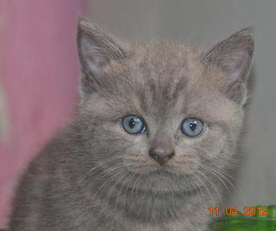 British store shorthair petfinder