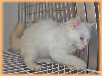 Ragdoll Kitten Sold 4 Mths Teh O Flame Point Petfinder My