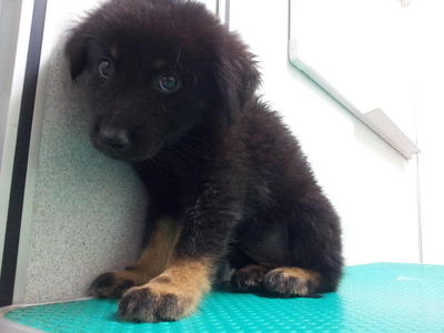 Mixed Breed Puppy Adopted 7 Yrs 4 Cute Mix Puppies Mixed Breed Puppy Adopted 7 Yrs 4