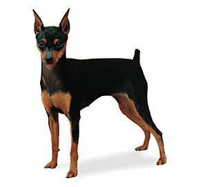 toy mini pinscher for sale