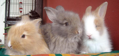 angora teddy bear rabbit