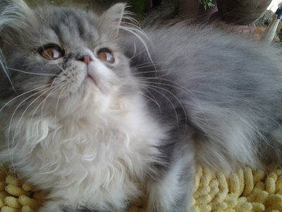 Persian Mix Kitten Sold - 4 Mths, Pure Flatface Male - PetFinder 