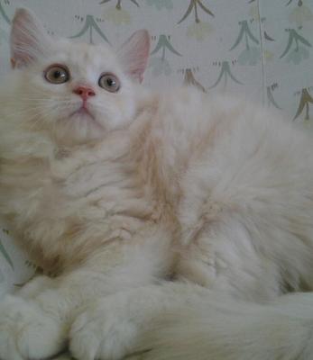 Persian Mix Kitten Sold 8 Yrs Maine Coon Mix Persian Female 001 Petfinder My Mobile