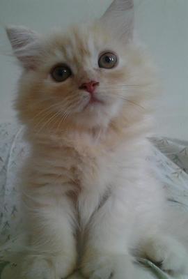 Persian Mix Kitten Sold 8 Yrs Maine Coon Mix Persian Female 002 Petfinder My Mobile