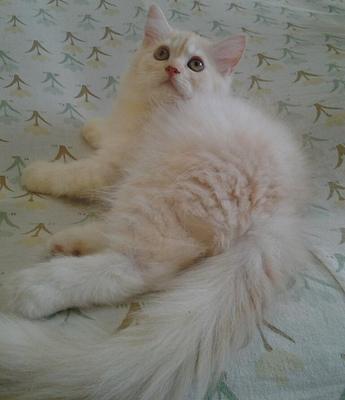 Persian Mix Kitten Sold 8 Yrs Maine Coon Mix Persian Male 003 Petfinder My Mobile