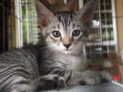 British Shorthair Mix Kitten Sold 3 Mths Mixed British