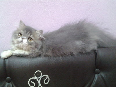 Persian Mix Kitten Sold - 5 Mths, Leonardo Persian Pure Flatface 