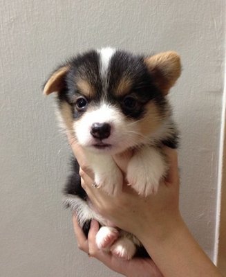 Welsh Corgi Puppy Sold 2 Mths Pembroke Welsh Corgi Direct Taiwan Petfinder My Mobile