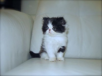 Persian Kitten Sold - 2 Mths, Flat Face High Nose With CFA Cert 