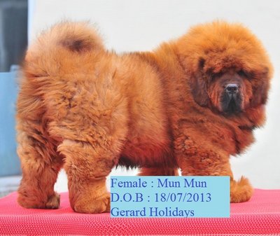 Tibetan Mastiff Mix Puppy Sold 8 Yrs Mun Mun Petfinder My Mobile