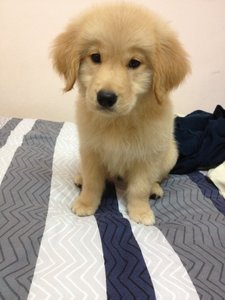 Golden Retriever Puppy Sold 6 Yrs Lucy Petfinder My Mobile