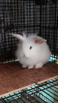 Angora holland lop store mix