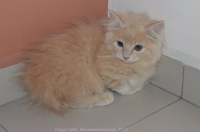 orange himalayan cat