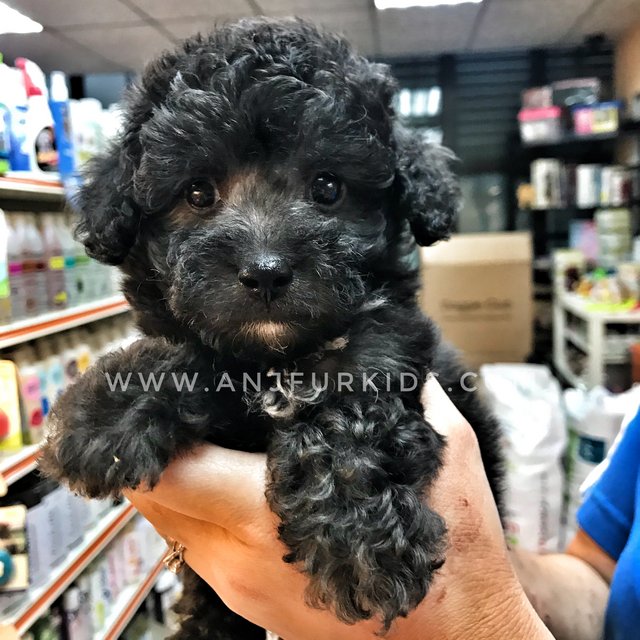 Phantom toy best sale poodle puppies