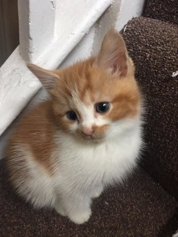 Domestic Medium Hair Kitten Adopted - 3 Yrs, 2 Cute Ginger N White 