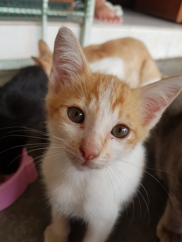Domestic Short Hair Kitten For Adoption , 1 Yr, No Name
