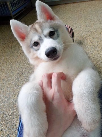 Husky for best sale free adoption