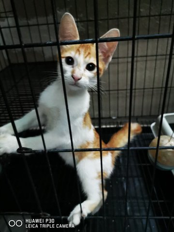 Domestic Short Hair Kitten Adopted 9 Mths 3 Months Kitten For