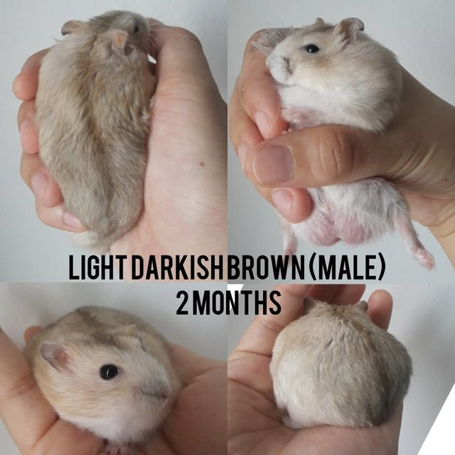 2 month hot sale old hamster