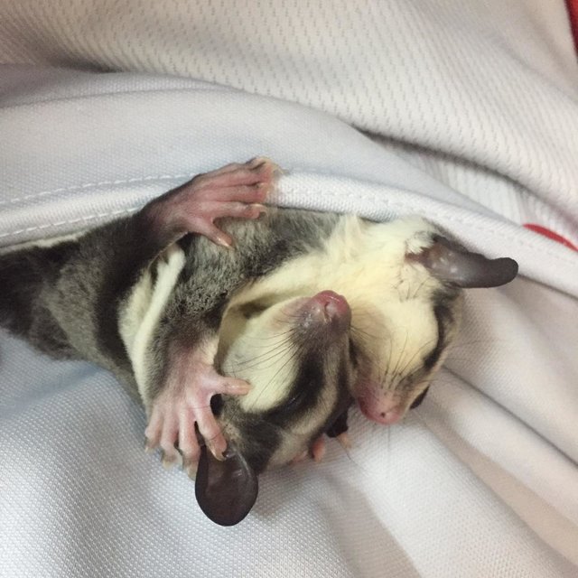 Lost sale sugar glider